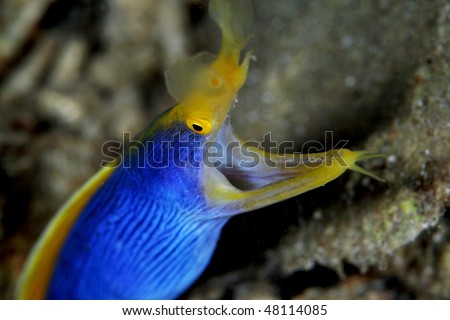 Rhinomuraena quaesita, blue ribbon eel is an elegant creature with a long, thin body and high dorsal fins.