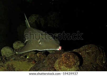 The guitarfish are a family, Rhinobatidae, of rays. They have an elongated body with a flattened head and trunk and small ray like wings. They often travel in large schools.