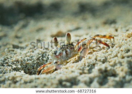 Ghost crabs, also called sand crabs, are crabs of the genus Ocypode, common shore crabs in many countries. Ghost crabs dominate sandy shores in tropical and subtropical areas.