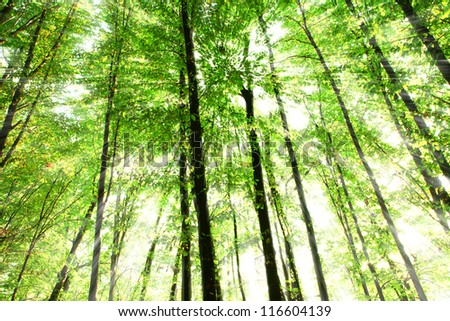 nature green wood sunlight backgrounds
