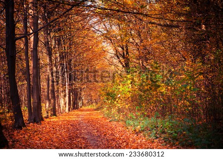 autumn forest trees. nature green wood sunlight backgrounds