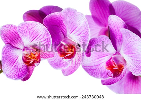 violet orchid flowers isolated on white background