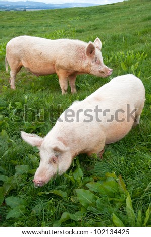 Boar And Sow