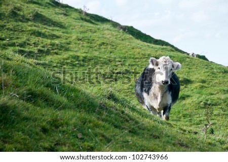 angus shorthorn cross