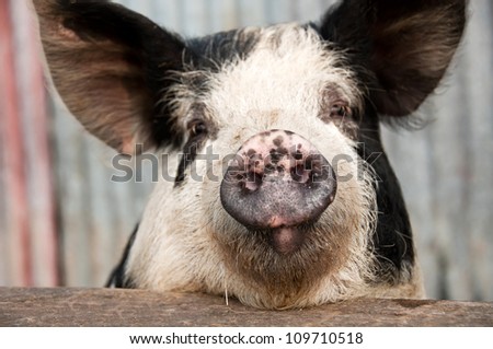 Funny pig with sarcastic look on its face