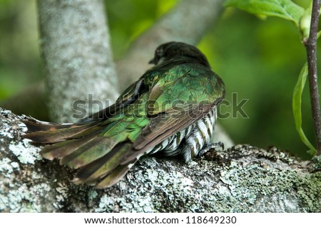 New Zealand native bird Pipiwharauroa also known as the shining cuckoo showing the feather coloring