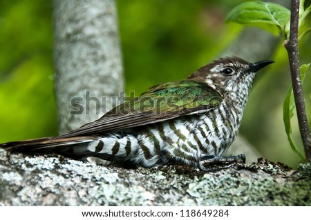 New Zealand native bird Pipiwharauroa also know as the shining cuckoo