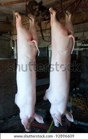 Pig Carcasses hanging ready for butcher to cut up