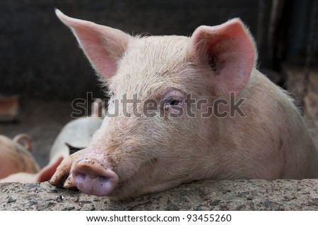 Thinking Pig