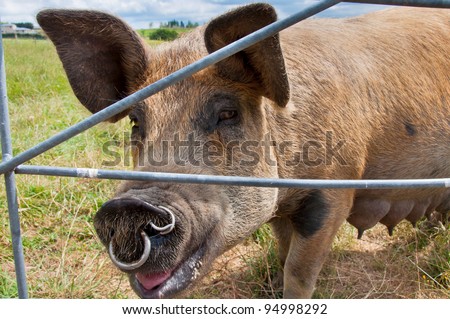 Pig Open Mouth