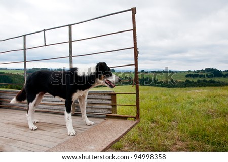 Border collie sheep and cattle dog on the back of a truck working on a farm