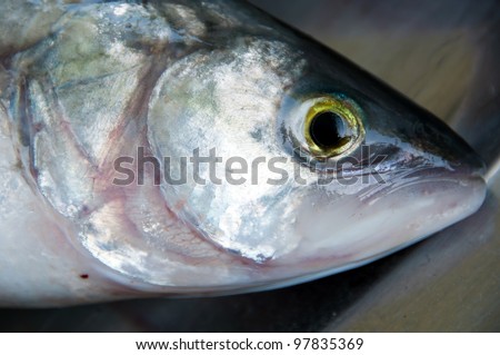 Kahawai sea water fish caught in New Zealand close up of face and eyes