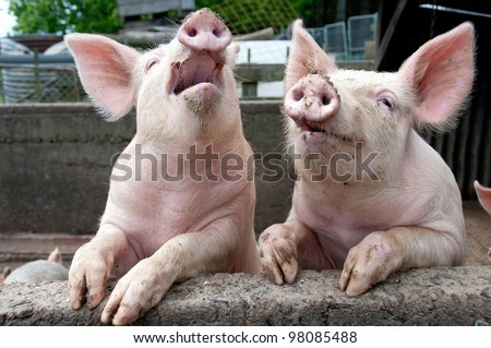 Laughing Pigs on side of pigsty