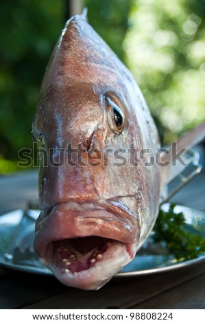fresh snapper fish face on