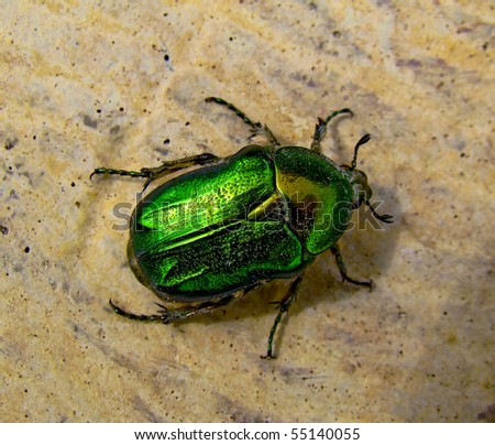 The Flower Chafer is a beautiful, shiny, emerald green, and quite large beetle.