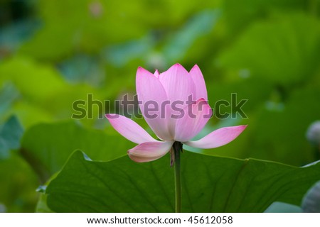 A lotus in the summary palace pool