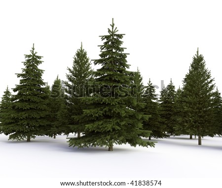 stock photo : coniferous forest on a white background