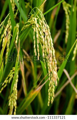 rice corns ready for harvest on a field in asia