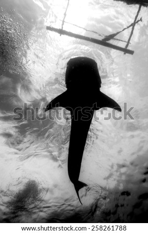 A black and white photo of a whale shark from below