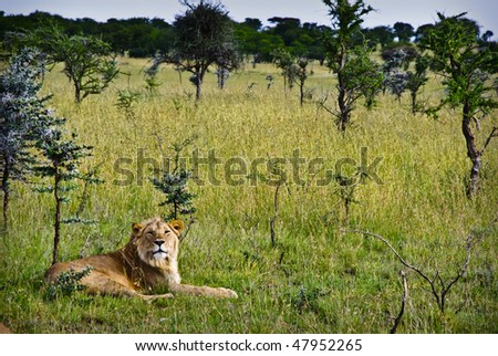 A young male lion resting in bush in the serengeti