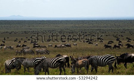 Zebras and wildebeest on a plain in eastern africa during the great migration