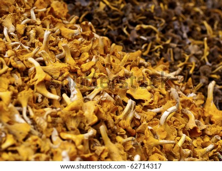 closeup of different types of chanterelles at a market