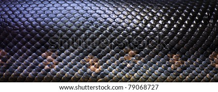 close up of the scales of a large snake on a rock