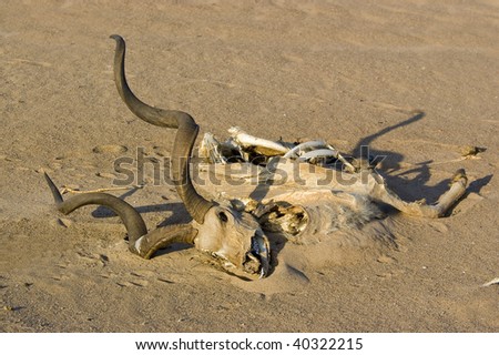 Carcass of a poached Kudu at the border of South Africa and Mozambique