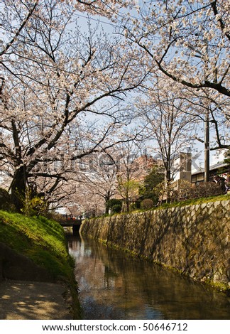 Cherry Blossoms trees in full bloom along the philosopher\'s path in Kyoto, Japan