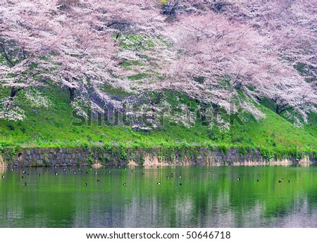 Cherry Blossoms in full bloom at the moat around the Imperial Palace in Tokyo, Japan