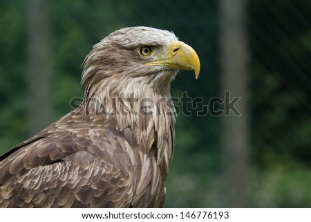 A Buteo buteo looking to the right