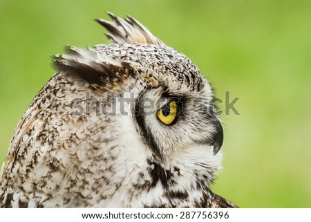 An African eagle owl looks to the right