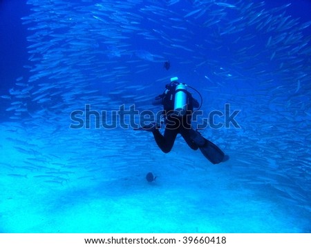 Scuba diver in a big school of barracudas