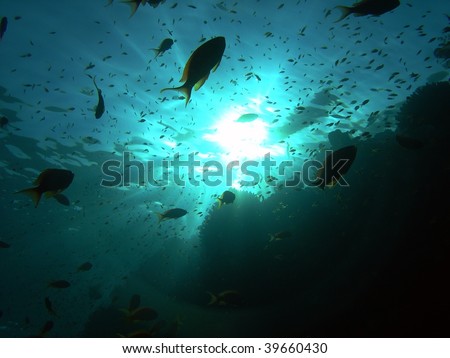 Underwater sunset with fish silhouettes