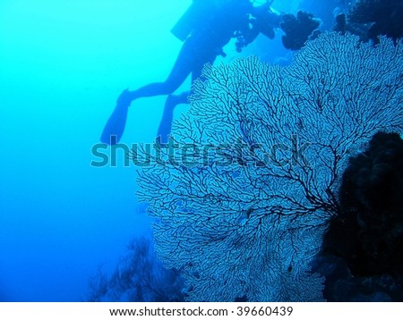 Scuba diver behind a big gorgonia coral