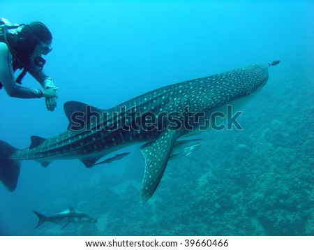 Whale shark and a scuba diver
