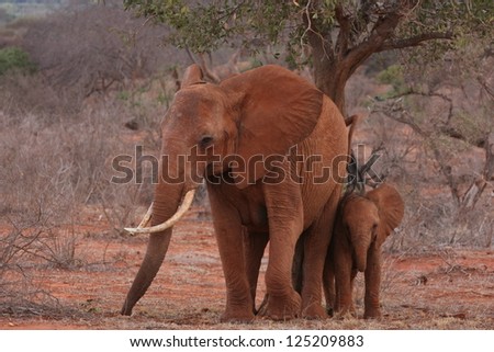 Red elephants - mother and child
