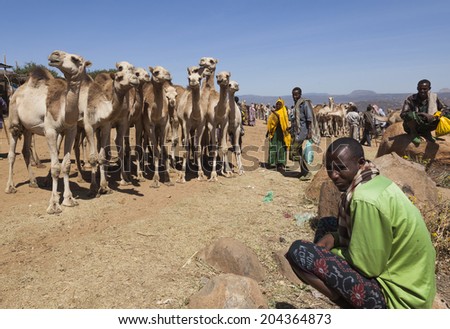 BABILE, ETHIOPIA - DECEMBER 23, 2013: Camels for sale at one of the largest livestock market in the horn of Africa countries.