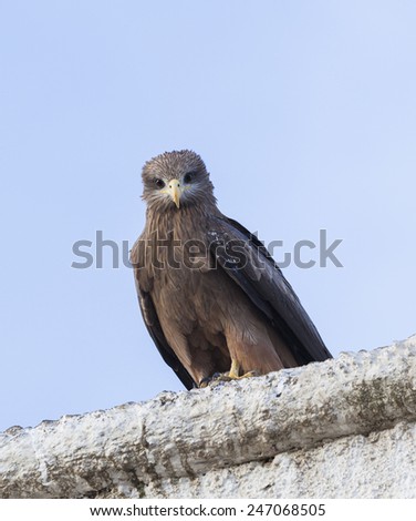 Lanner falcon on the walls of camel meat butchery in walled city of Jugol. Harar. Ethiopia.