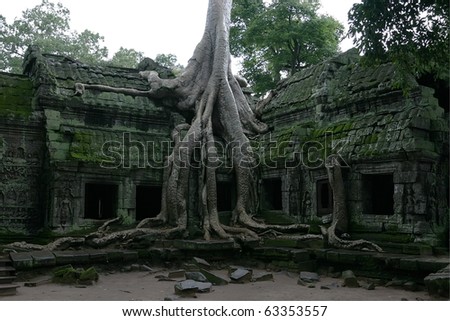 tree overgrown temple