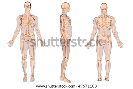 cartoon skeleton anatomy