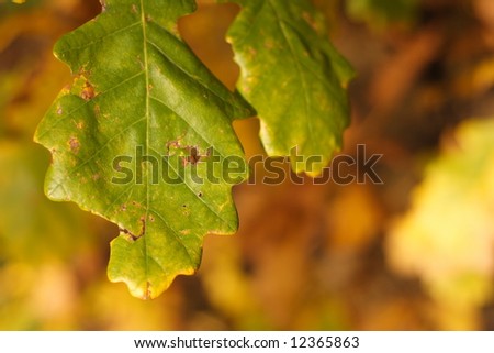 Autumn leave in warm colors