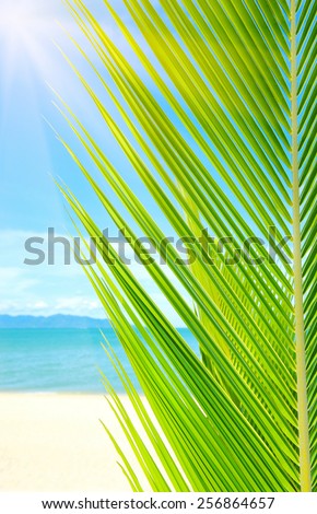 Holidays Background. Beautiful tropical beach with palm tree and sand