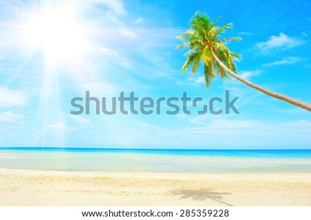 beach with palm tree over the sand