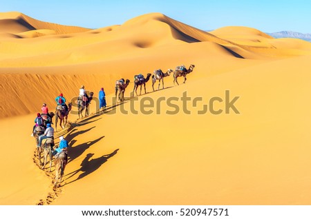 Camel caravan going through the sand dunes in the Sahara Desert. Morocco, Africa