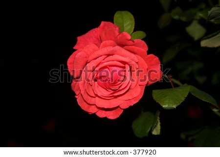 Single red rose at night