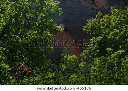 Trees in Oak Creek Canyon west fork