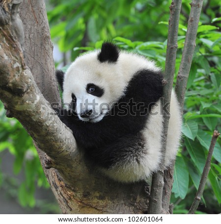 fat panda bear