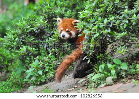 Red panda bear in bushes