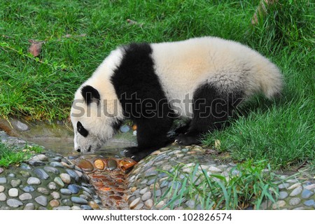 Panda Bear Drinking